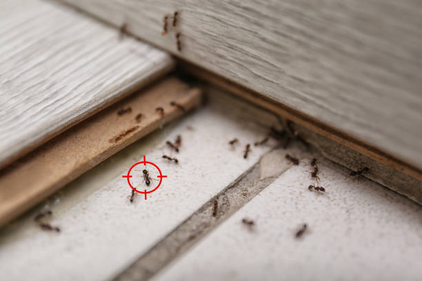 Professional Pest Control in Social Circle, GA