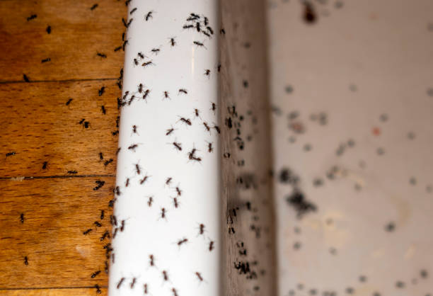 Best Residential Pest Control  in Social Circle, GA